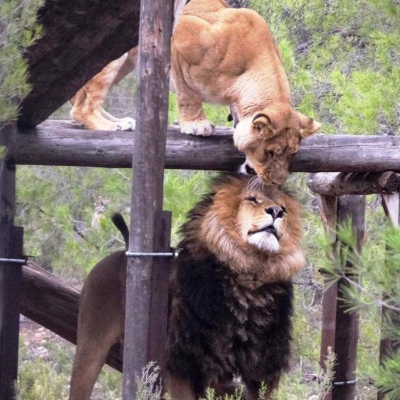 Zazu & Aissa - De Zonnegloed - Dierenpark - Dieren opvangcentrum - Sanctuary